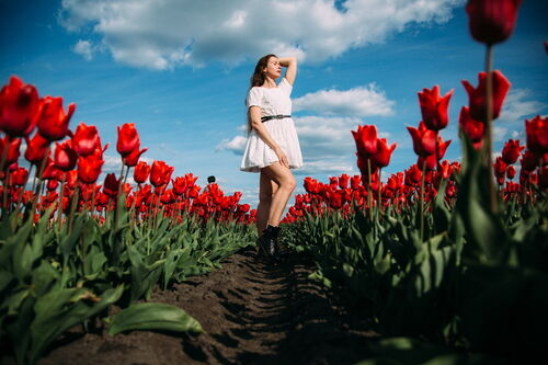 Путешествия по Беларуси, Тюльпановые поля