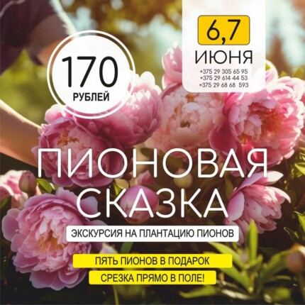 Пионовая сказка (только пионы)
